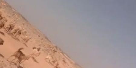 بالفيديو .. قطعان من الكلاب الضالة تحاصر الصفاوي وتهدد الأهالي - مصدرنا الإخبارى