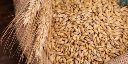سعر طن الأرز الشعير اليوم الإثنين 25 أغسطس 2025 - مصدرنا الإخبارى