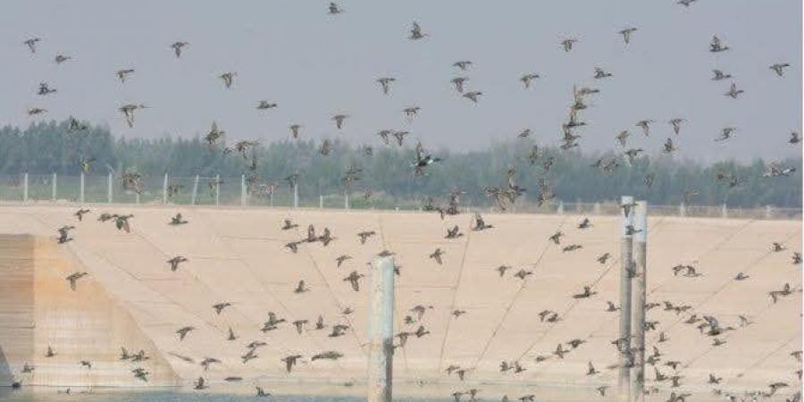 ضبط 1000 متر من شباك صيد الطيور بمحمية البرلس ضمن الاستعدادات لموسم الهجرة - مصدرنا الإخبارى