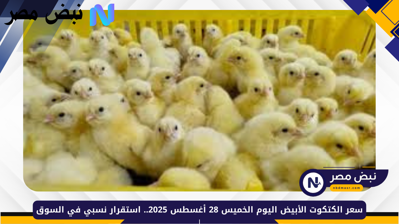 سعر الكتكوت الأبيض اليوم الخميس 28 أغسطس 2025.. استقرار نسبي في السوق