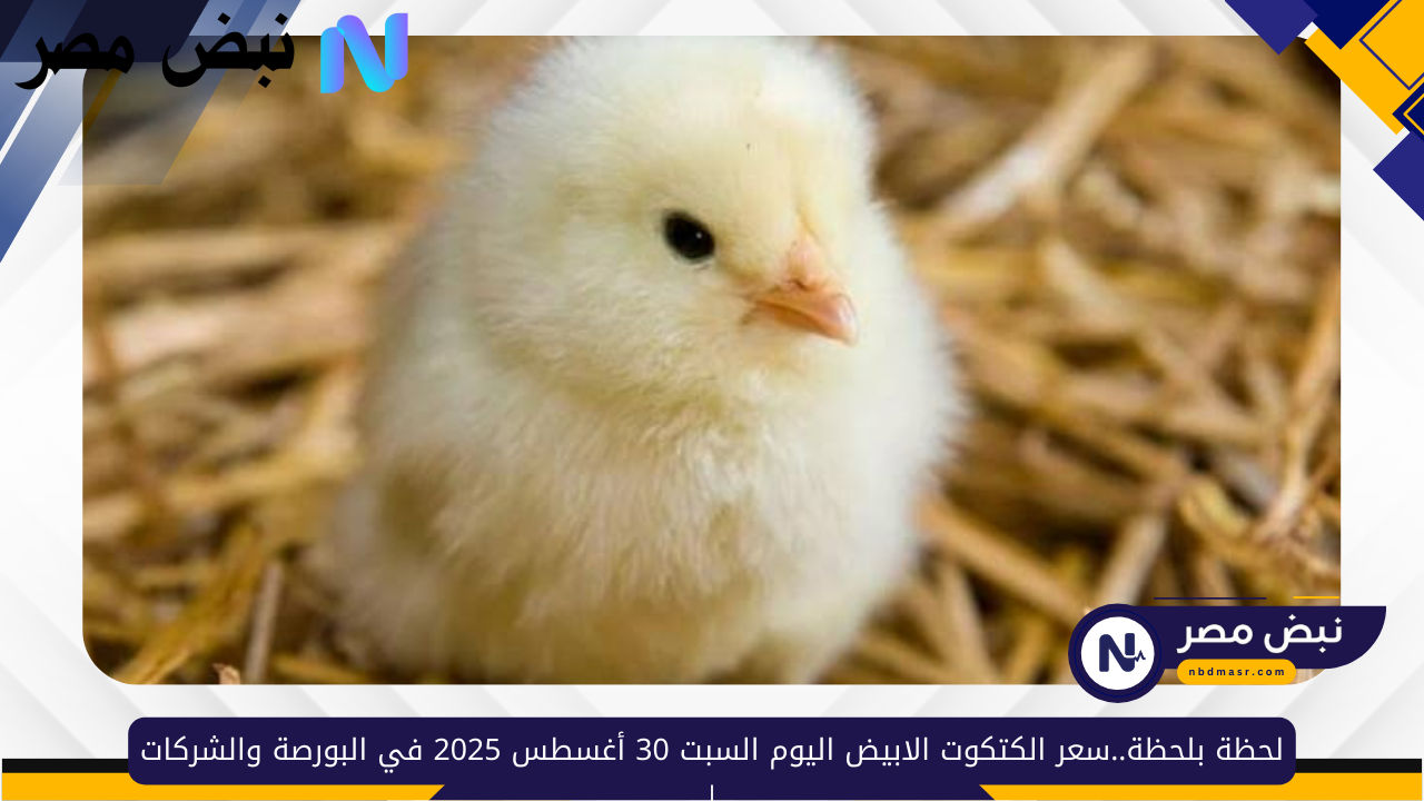 لحظة بلحظة..سعر الكتكوت الابيض اليوم السبت 30 أغسطس 2025 في البورصة والشركات