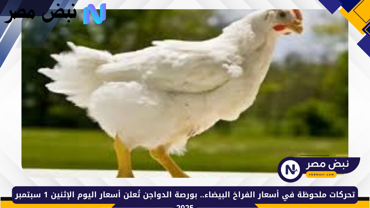 تحركات ملحوظة في أسعار الفراخ البيضاء.. بورصة الدواجن تُعلن أسعار اليوم الإثنين 1 سبتمبر 2025